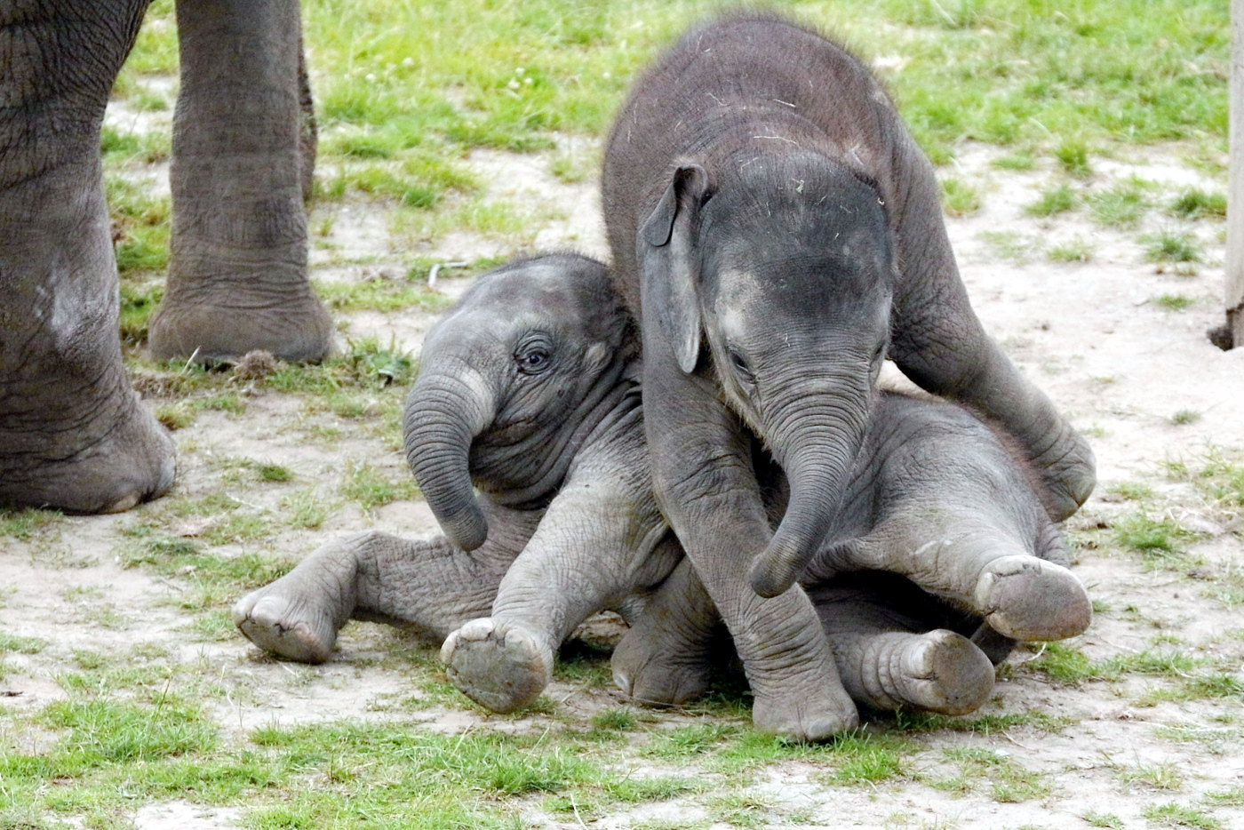 Slůňata Lakuna a Aamalee dovádějící a hrající si, ZOO Praha, červenec 2020.