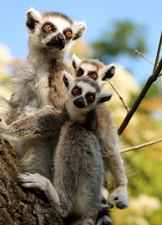 Lemuři - ZOO Praha