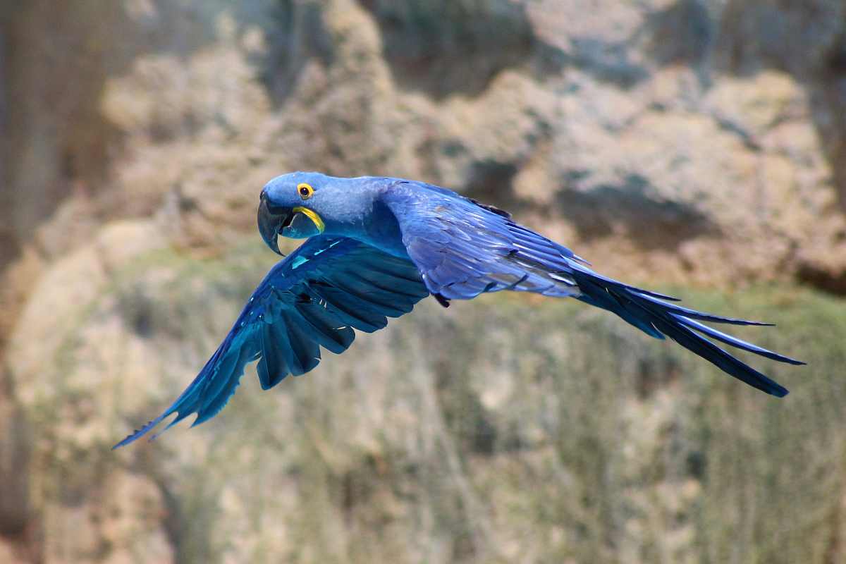 Papoušek - Ara hyacintový ZOO - Loro Park - Tenerife Španělsko