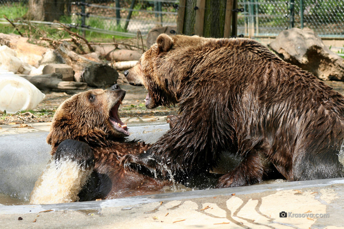 Medvědi Beroun: Vojta nebo Kuba nebo Matěj jako dospělí řádí v bazénu